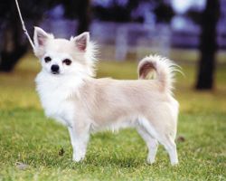 Chihuachua