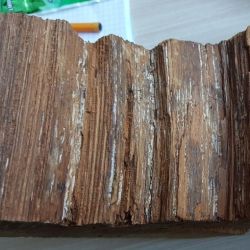 Phellinus pini
