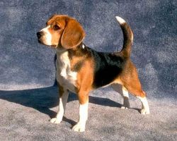 Beagle