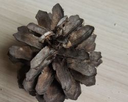 Sphaeropsis sapinea