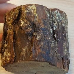 Endocronartium pini