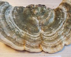 Trametes gibbosa