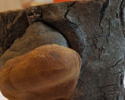 Fomitiporia robusta