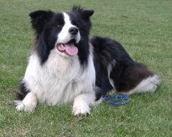 Border collie