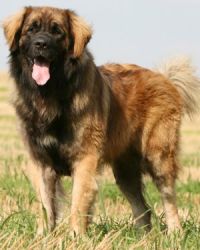 Leonberger