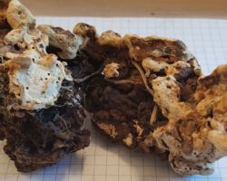 Heterobasidion annosum