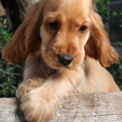 Cocker spaniel